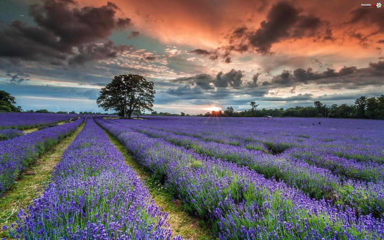 La Maison Des Collines Allemagne-en-Provence Esterno foto