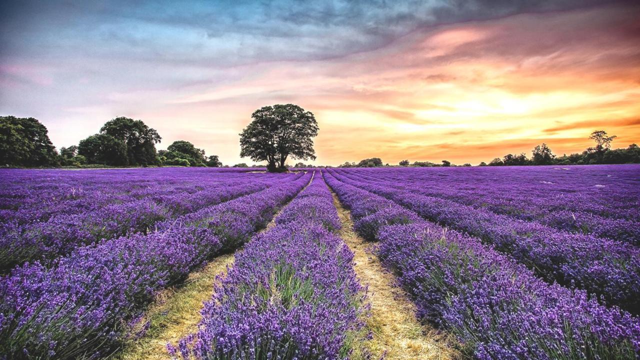 La Maison Des Collines Allemagne-en-Provence Esterno foto